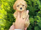Mini Boy Teacup Poodle Yavrularımız