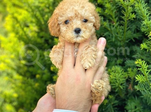 Mini Boy Teacup Poodle Yavrularımız görsel
