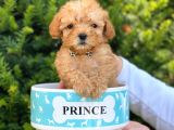 Xs Teacup Apricot Poodle Yavrumuz