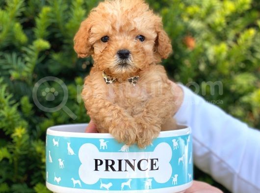 Xs Teacup Apricot Poodle Yavrumuz görsel