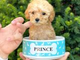 Mini Teacup Poodle Yavrumuz