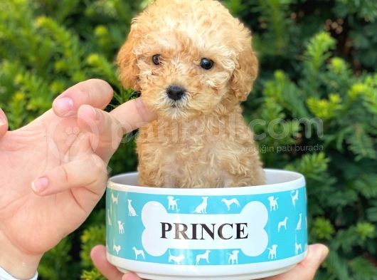 Mini Teacup Poodle Yavrumuz görsel