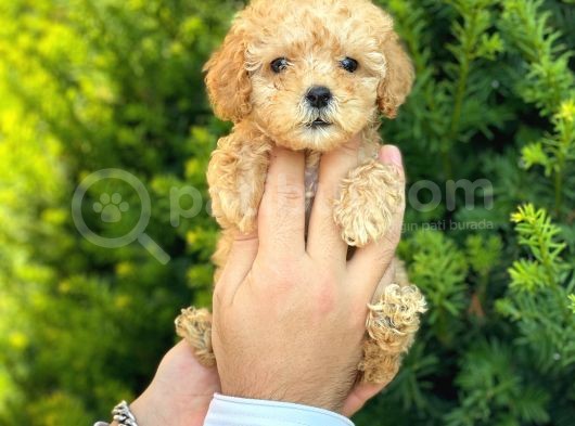Mini Boy Teacup Poodle Yavrularımız görsel