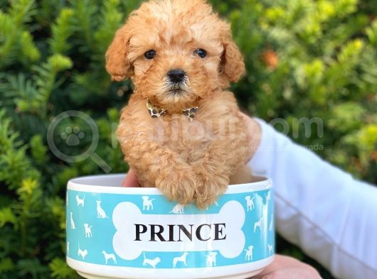 Xs Teacup Apricot Poodle Yavrumuz görsel