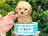 Mini Teacup Poodle Yavrumuz