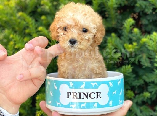 Mini Teacup Poodle Yavrumuz görsel
