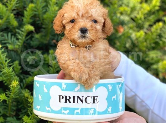 Xs Teacup Apricot Poodle Yavrumuz görsel