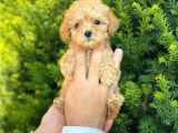 Mini Boy Teacup Poodle Yavrularımız