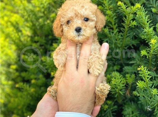 Mini Boy Teacup Poodle Yavrularımız görsel