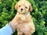 Mini Boy Teacup Poodle Bebeğimiz
