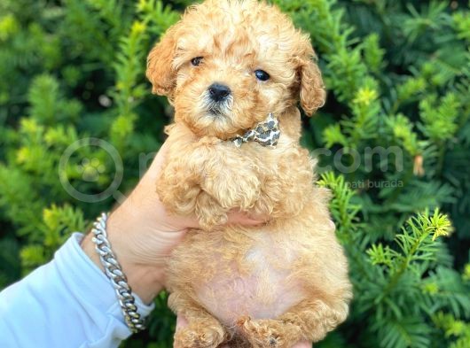 Mini Boy Teacup Poodle Bebeğimiz görsel
