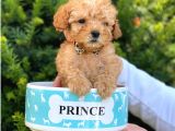 Xs Teacup Apricot Poodle Yavrumuz
