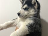 Orj Husky Yavruları