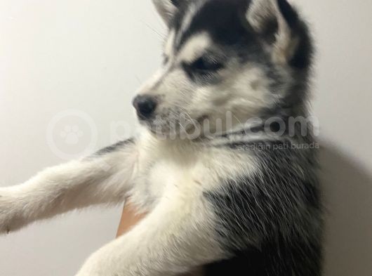 Orj Husky Yavruları görsel