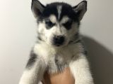 Orj Husky Yavruları