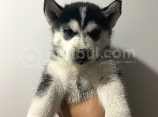 Orj Husky Yavruları görsel
