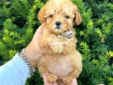 Mini Boy Teacup Poodle Bebeğimiz