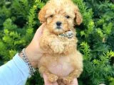 Mini Boy Teacup Poodle Bebeğimiz