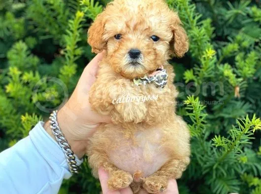 Mini Boy Teacup Poodle Bebeğimiz