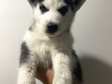 Orj Husky Yavruları