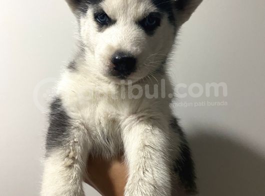 Orj Husky Yavruları görsel