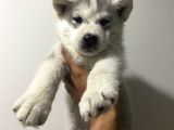 Orj Husky Yavruları