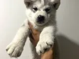 Orj Husky Yavruları