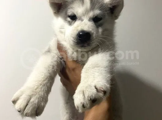 Orj Husky Yavruları