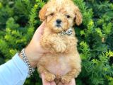 Mini Boy Teacup Poodle Bebeğimiz
