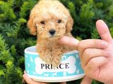 Mini Teacup Poodle Yavrumuz