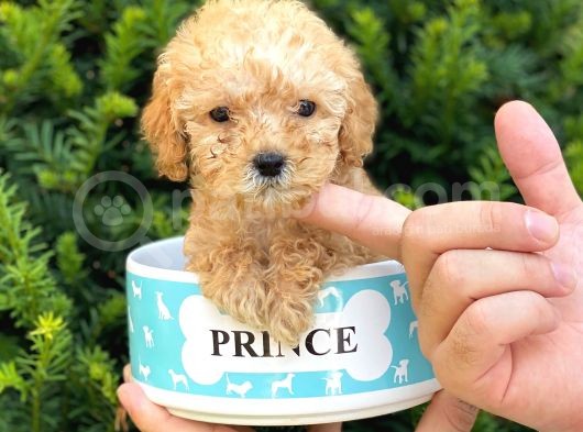 Mini Teacup Poodle Yavrumuz görsel