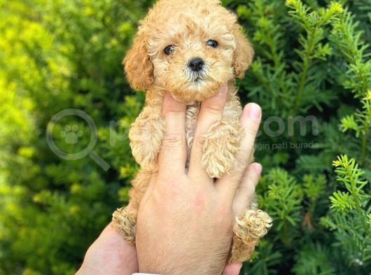 Mini Boy Teacup Poodle Yavrularımız görsel