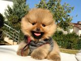 Pomeranian Boo Teddy Bear Yavrular