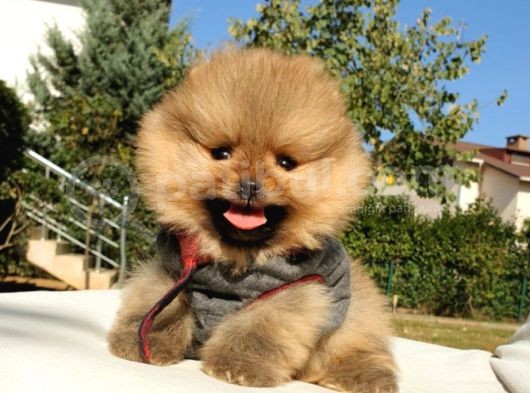 Pomeranian Boo Teddy Bear Yavrular görsel