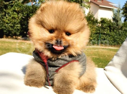 Pomeranian Boo Teddy Bear Yavrular görsel