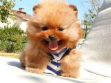 Pomeranian Boo Teddy Bear Yavrular