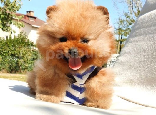 Pomeranian Boo Teddy Bear Yavrular görsel