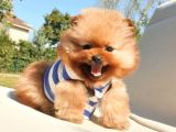 Pomeranian Boo Teddy Bear Yavrular