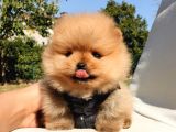 Pomeranian Boo Teddy Bear Yavrular