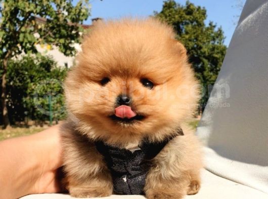 Pomeranian Boo Teddy Bear Yavrular görsel