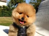 Pomeranian Boo Teddy Bear Yavrular