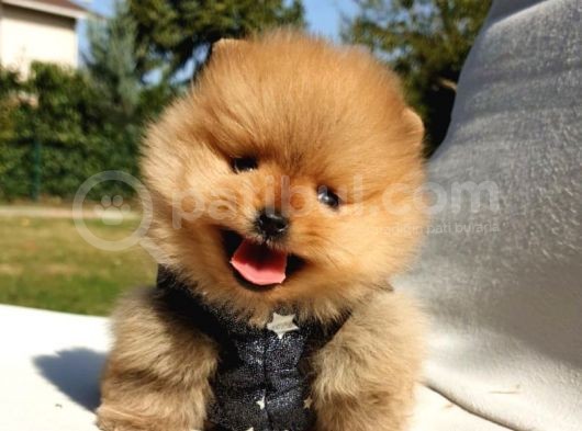 Pomeranian Boo Teddy Bear Yavrular görsel