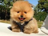 Pomeranian Boo Teddy Bear Yavrular