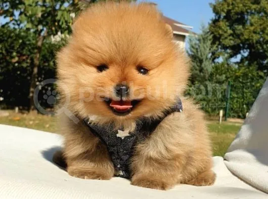 Pomeranian Boo Teddy Bear Yavrular