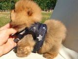 Pomeranian Boo Teddy Bear Yavrular