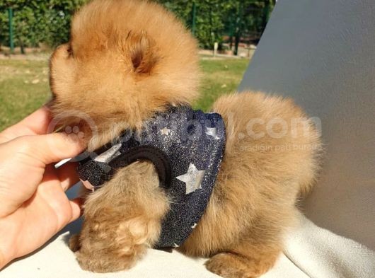 Pomeranian Boo Teddy Bear Yavrular görsel