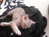 5 Aylık British Silver Tabby Erkek