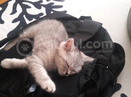5 Aylık British Silver Tabby Erkek görsel