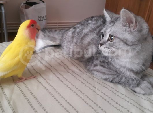 5 Aylık British Silver Tabby Erkek görsel