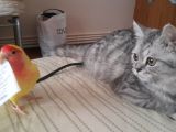 5 Aylık British Silver Tabby Erkek